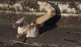 鬼魂下水道爆料视频,独家爆料视频揭秘惊悚真相