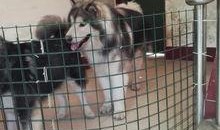 狗砸最新皮肤爆料,炫酷造型，技能特效升级！